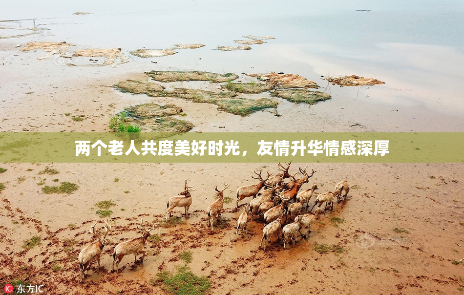 两个老人共度美好时光，友情升华情感深厚