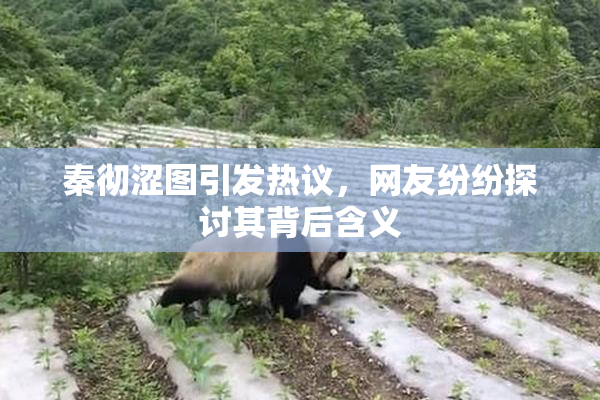 秦彻涩图引发热议，网友纷纷探讨其背后含义