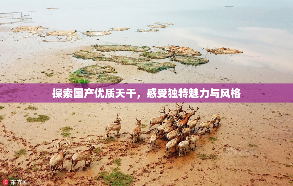 探索国产优质天干，感受独特魅力与风格