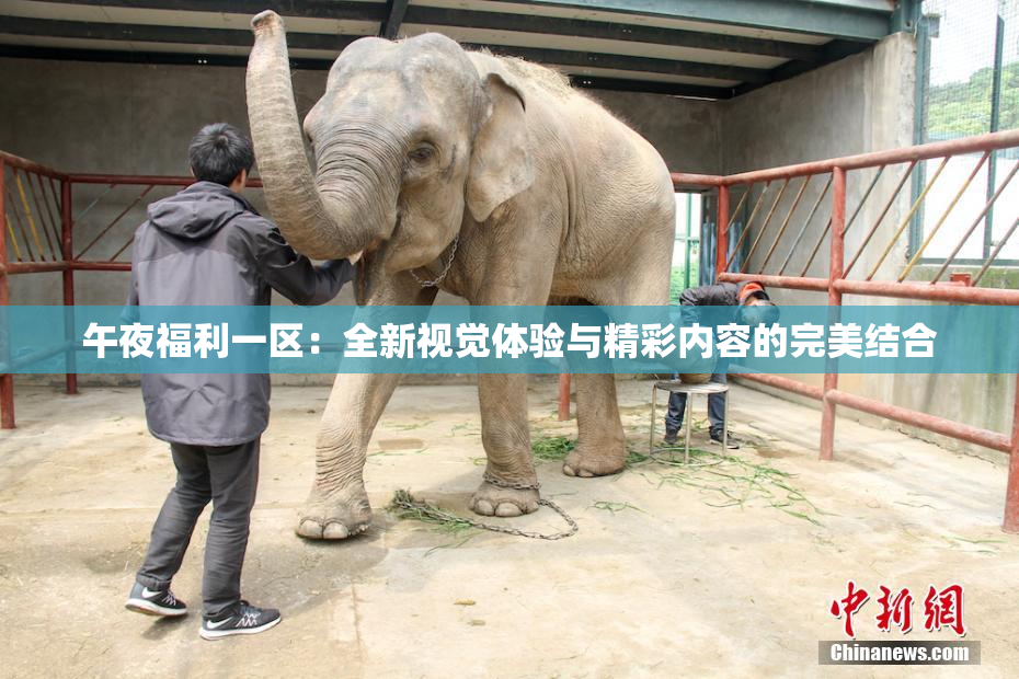 午夜福利一区：全新视觉体验与精彩内容的完美结合