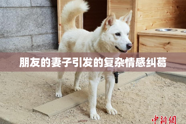 朋友的妻子引发的复杂情感纠葛