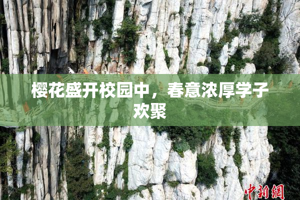 樱花盛开校园中，春意浓厚学子欢聚