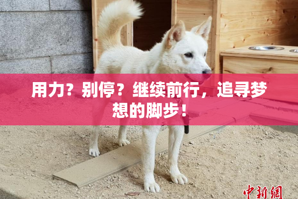 用力？别停？继续前行，追寻梦想的脚步！