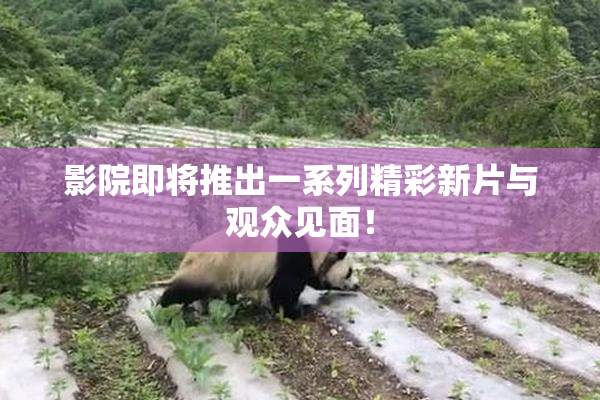 影院即将推出一系列精彩新片与观众见面！
