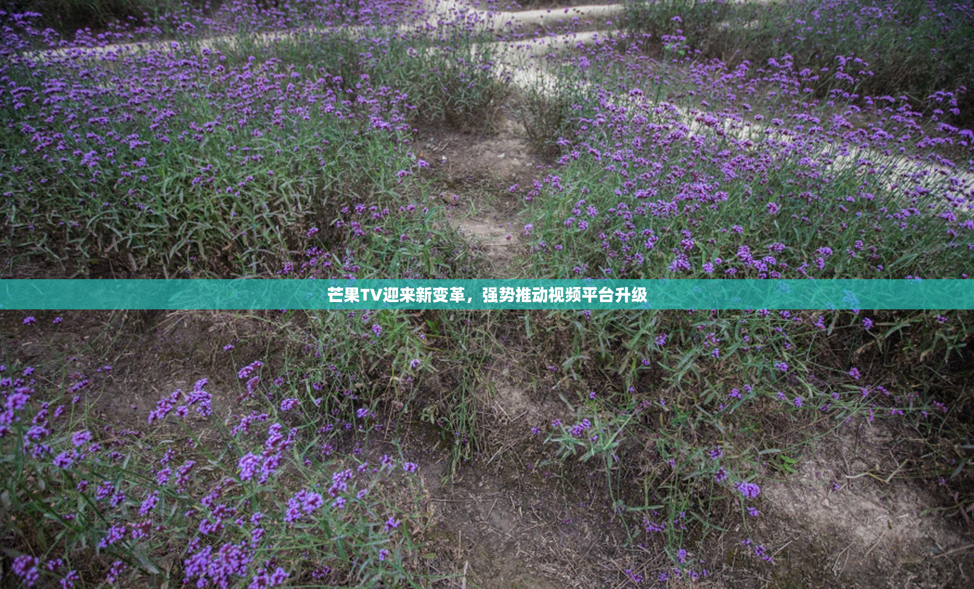 芒果TV迎来新变革，强势推动视频平台升级