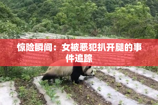 惊险瞬间：女被恶犯扒开腿的事件追踪