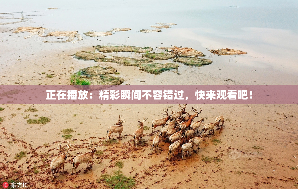 正在播放：精彩瞬间不容错过，快来观看吧！