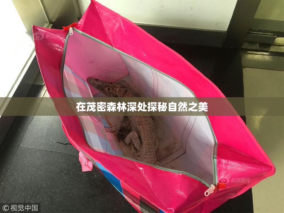 在茂密森林深处探秘自然之美
