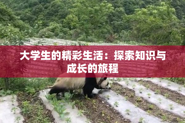 大学生的精彩生活：探索知识与成长的旅程