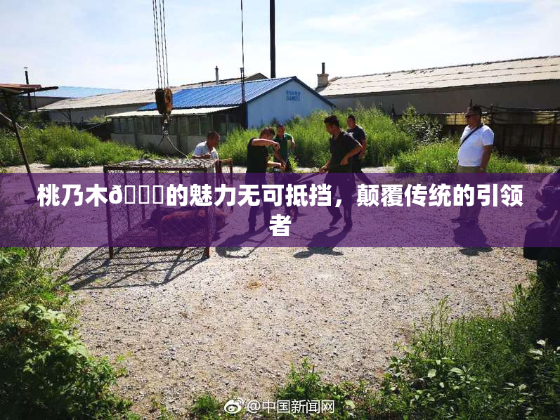 桃乃木💋的魅力无可抵挡，颠覆传统的引领者
