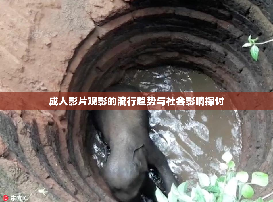 成人影片观影的流行趋势与社会影响探讨