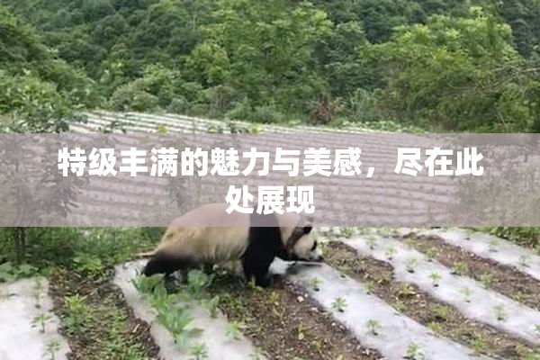 特级丰满的魅力与美感，尽在此处展现