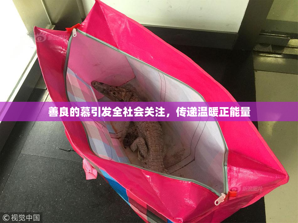 善良的慕引发全社会关注，传递温暖正能量