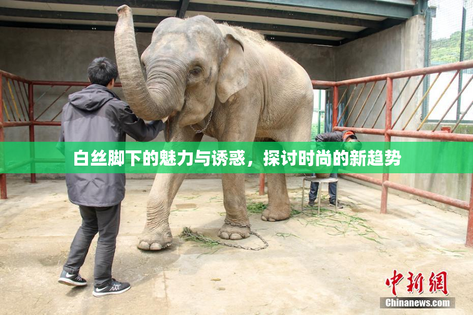 白丝脚下的魅力与诱惑，探讨时尚的新趋势