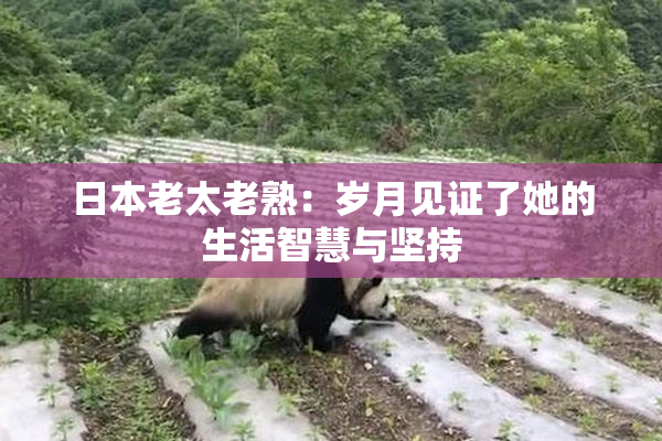 日本老太老熟：岁月见证了她的生活智慧与坚持