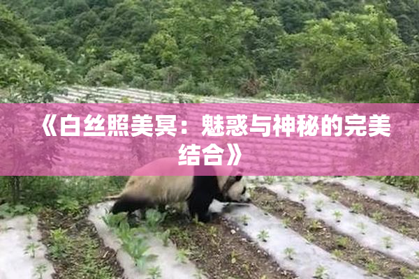 《白丝照美冥：魅惑与神秘的完美结合》