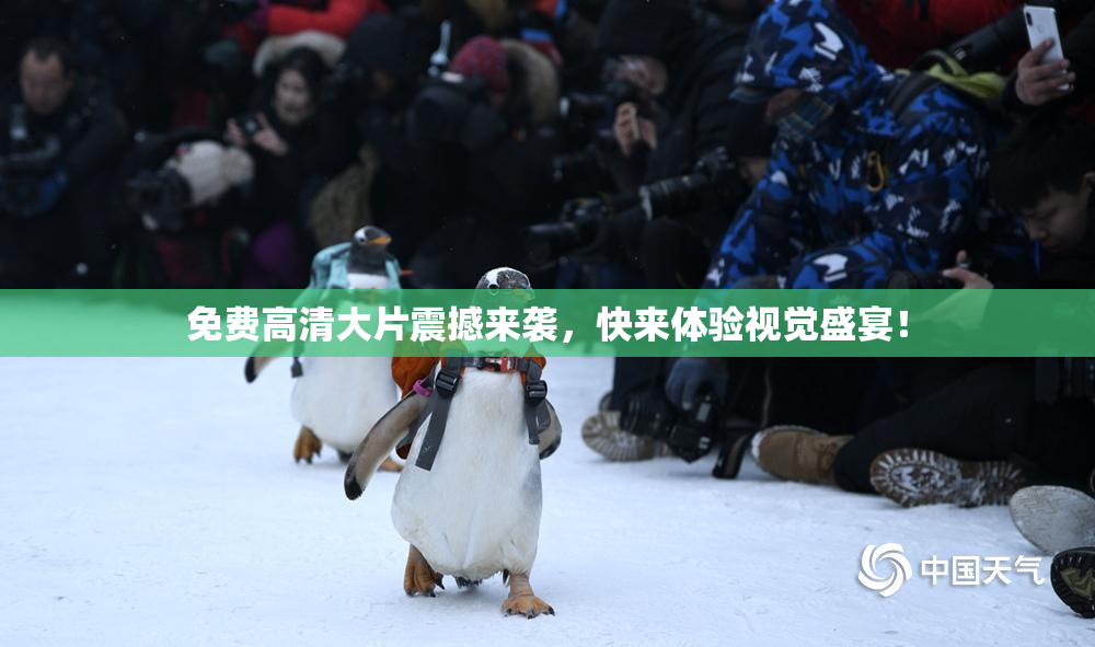 免费高清大片震撼来袭，快来体验视觉盛宴！