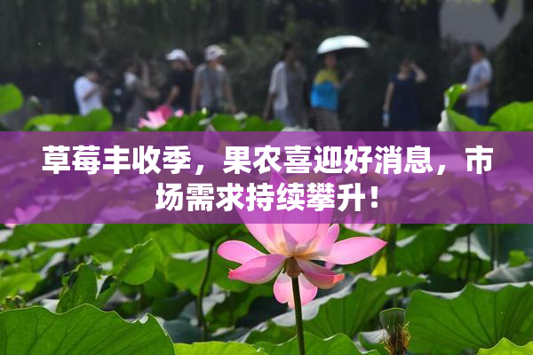 草莓丰收季，果农喜迎好消息，市场需求持续攀升！