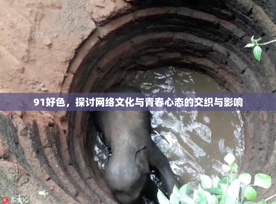 91好色，探讨网络文化与青春心态的交织与影响