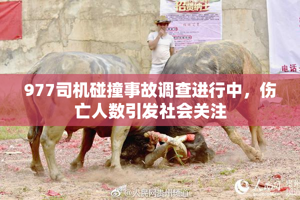 977司机碰撞事故调查进行中，伤亡人数引发社会关注