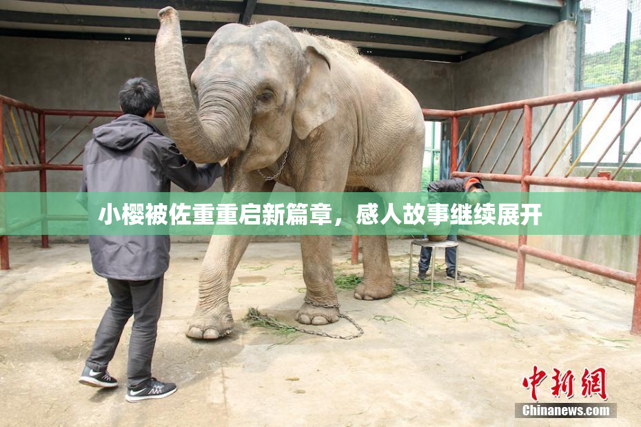 小樱被佐重重启新篇章，感人故事继续展开