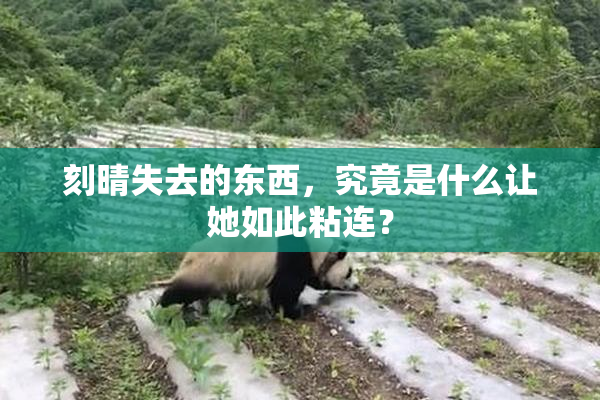 刻晴失去的东西，究竟是什么让她如此粘连？