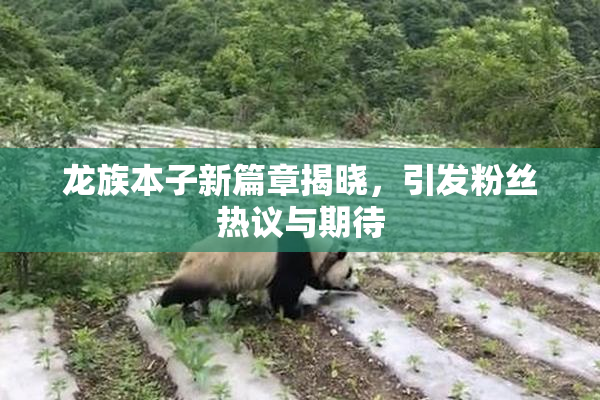 龙族本子新篇章揭晓，引发粉丝热议与期待