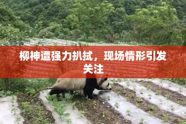 柳神遭强力扒拭，现场情形引发关注