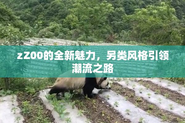 zZ00的全新魅力，另类风格引领潮流之路