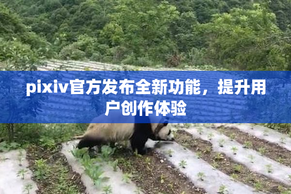 pixiv官方发布全新功能，提升用户创作体验