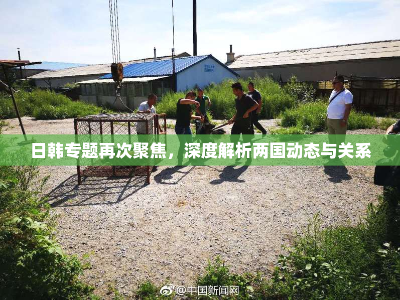 日韩专题再次聚焦，深度解析两国动态与关系