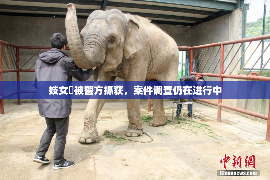 妓女梱被警方抓获，案件调查仍在进行中