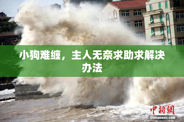 小狗难缠，主人无奈求助求解决办法
