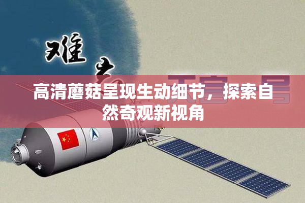 高清蘑菇呈现生动细节，探索自然奇观新视角