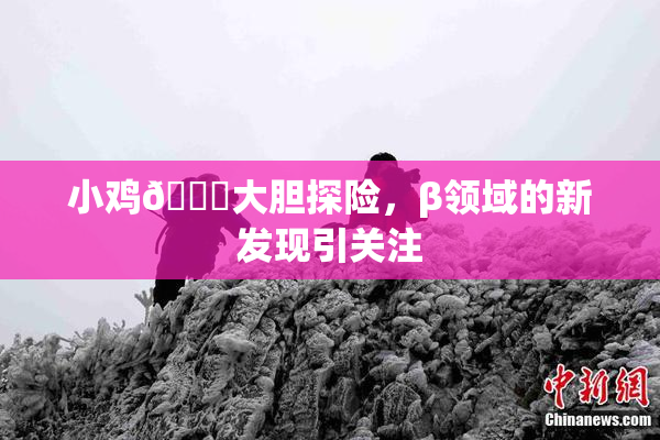 小鸡🐔大胆探险，β领域的新发现引关注
