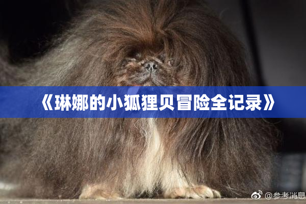 《琳娜的小狐狸贝冒险全记录》