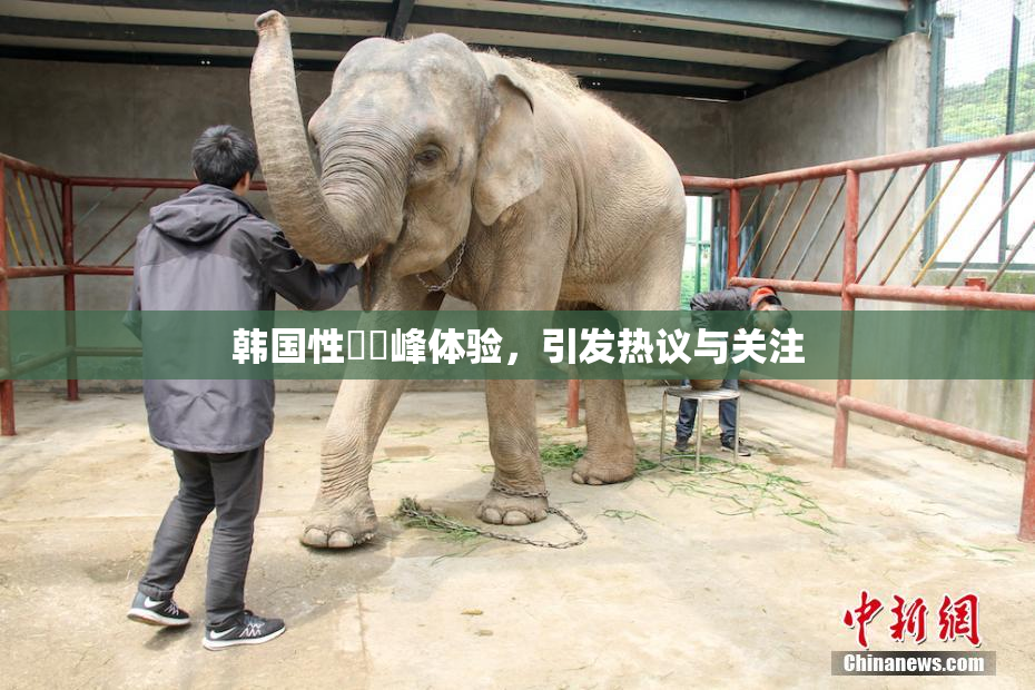 韩国性愛巔峰体验，引发热议与关注