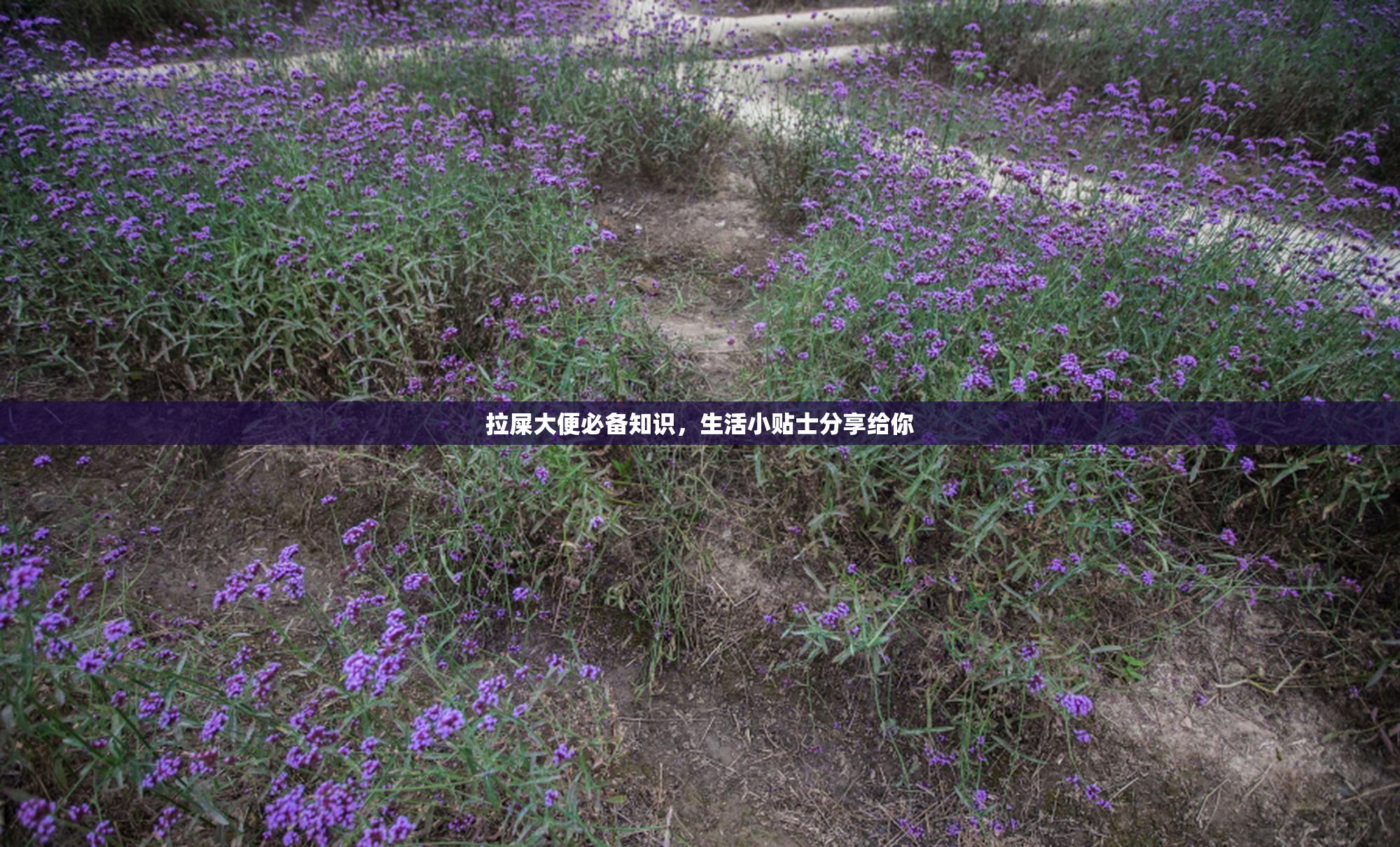 拉屎大便必备知识，生活小贴士分享给你