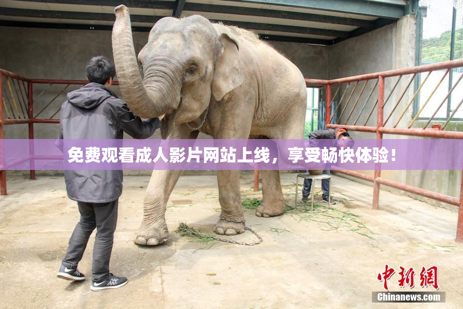 免费观看成人影片网站上线，享受畅快体验！