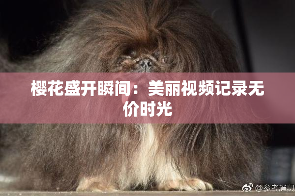 樱花盛开瞬间：美丽视频记录无价时光