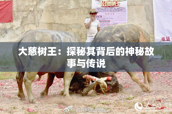 大慈树王：探秘其背后的神秘故事与传说