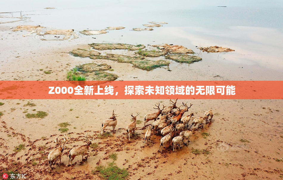 Z000全新上线，探索未知领域的无限可能