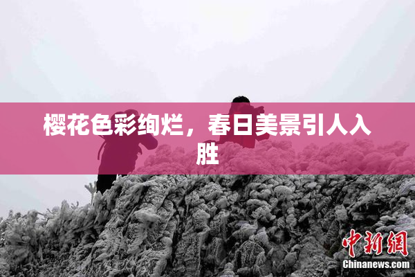 樱花色彩绚烂，春日美景引人入胜