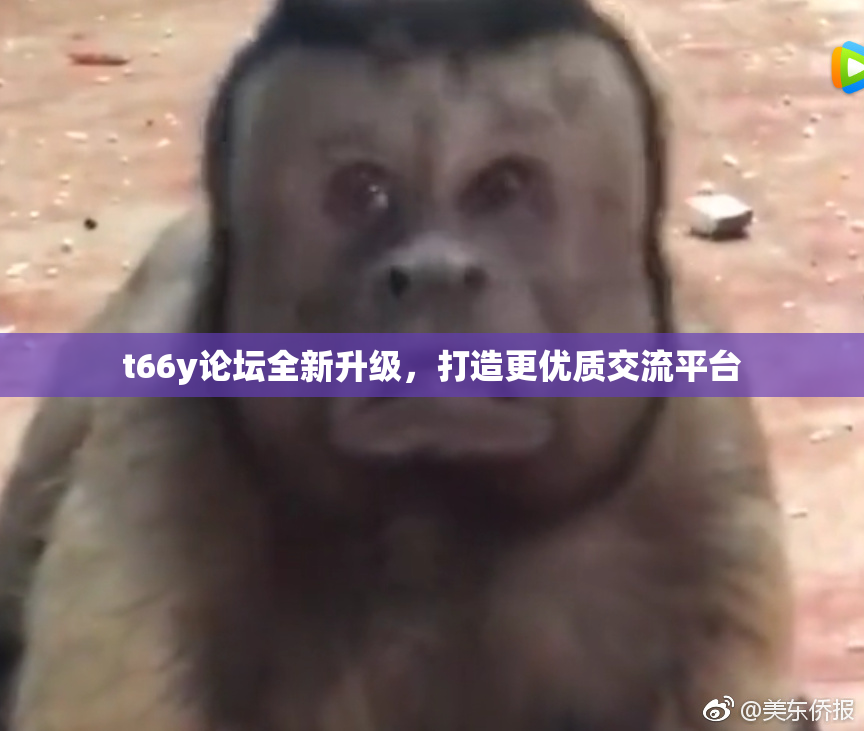 t66y论坛全新升级，打造更优质交流平台