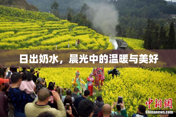 日出奶水，晨光中的温暖与美好
