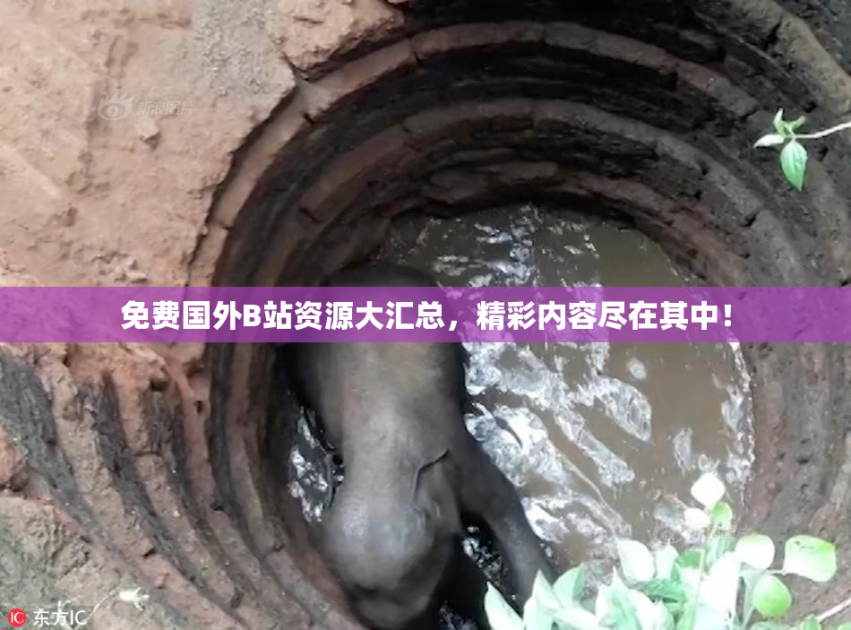 免费国外B站资源大汇总，精彩内容尽在其中！