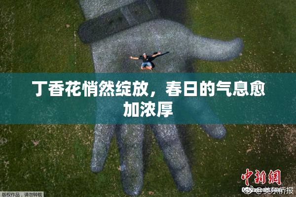 丁香花悄然绽放，春日的气息愈加浓厚