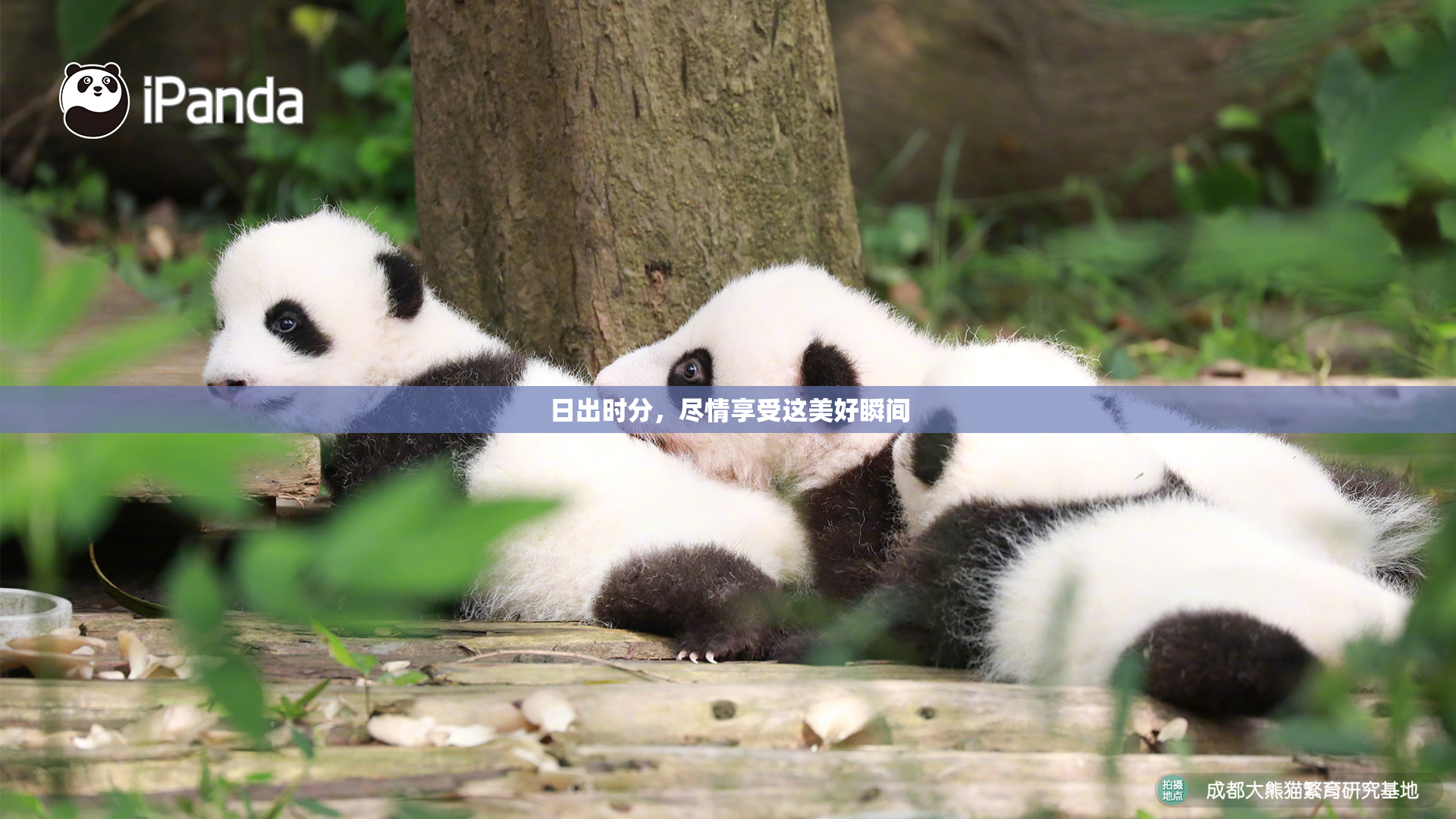 日出时分，尽情享受这美好瞬间