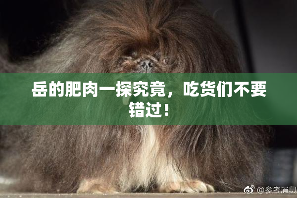 岳的肥肉一探究竟，吃货们不要错过！