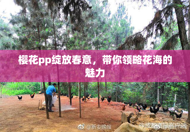 樱花pp绽放春意，带你领略花海的魅力